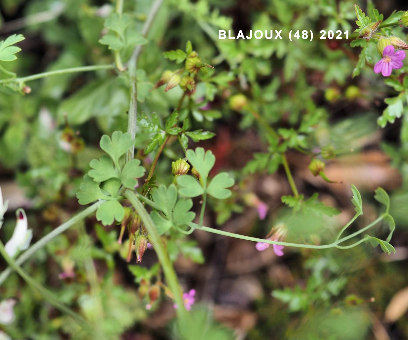 Fumitory, White Climbing leaf